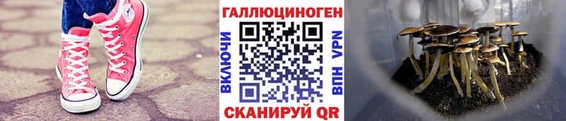 Купить где  Петропавловск-Камчатский  Галлюциногенные грибы прущие грибы 